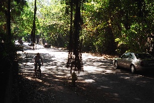 Ficus tree roots dangling over bicycle path in Miami
