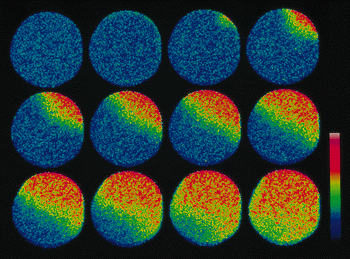 With copyright permission of Molecular Probes