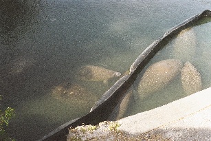 Manatees concentrated in Coral Gables Waterway during cold snap